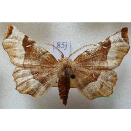 Selenia tetralunaria (Hufnagel, 1767) male Skrzytek dereniak Czech85j